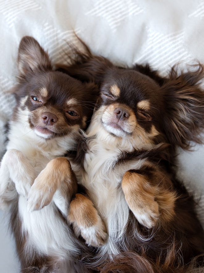 Grooming & Boarding Vet in Grandview Grandview Animal Hospital