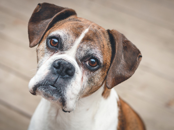 Pain Management - Vet in Grandview | Grandview Animal Hospital